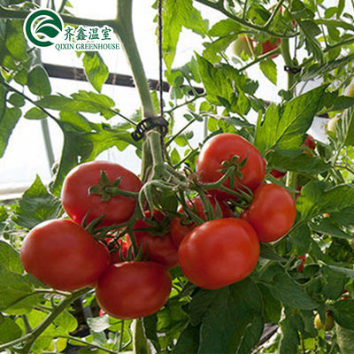 Ein luftfreundliches Tomatengewächshaus mit Holzbehälter und Kunststofffolie