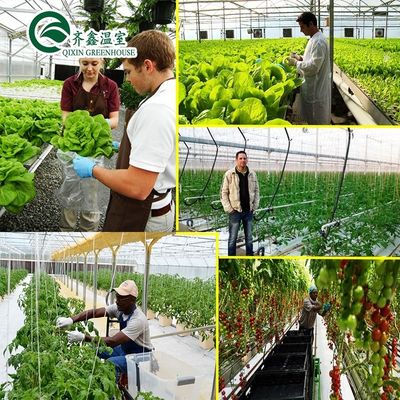 PO Turmgarten für Gemüse Obst Blumen Budgetfreundliches landwirtschaftliches Gewächshaus