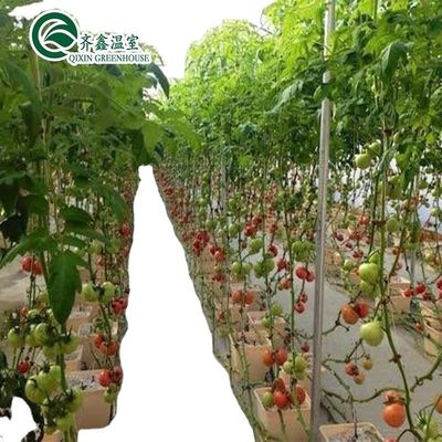 Gewächshäuser für den Einlagenanbau von Gemüse, Obst und Blumen