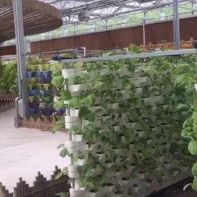 Gewerbliche Aquaponische Aquarien-Systeme Vorgefertigte PO-Gewächshäuser für Gemüse