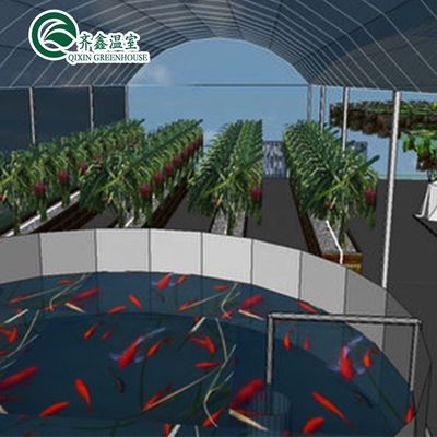 Gemüse Früchte Blumen Aquaponik-System Mehrspannen landwirtschaftliche Gewächshäuser Ertrag