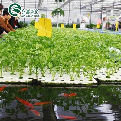 Gemüse Früchte Blumen Aquaponik-System Mehrspannen landwirtschaftliche Gewächshäuser Ertrag