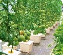 Große Hydroponikpumpen für das maximale Wachstum von Gemüse, Obst und Blumen