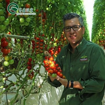 Große Hydroponikpumpen für das maximale Wachstum von Gemüse, Obst und Blumen