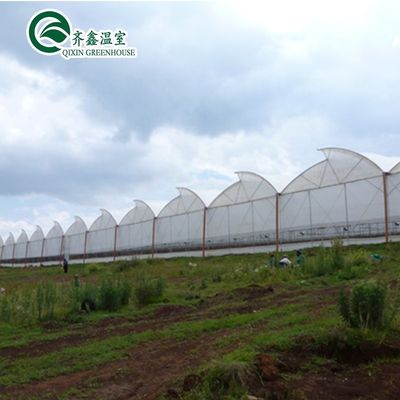 Lüftungsöffnungen für das optimale Wachstum von Tomaten und anderen Gemüse im Gewächshaus
